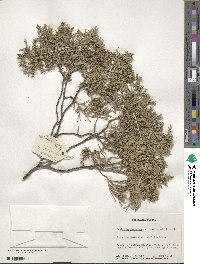 Juniperus chinensis image