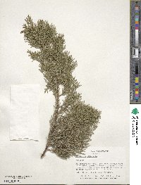 Juniperus chinensis image