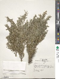 Juniperus chinensis image