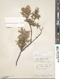 Juniperus chinensis image