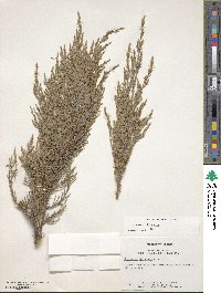 Juniperus chinensis image