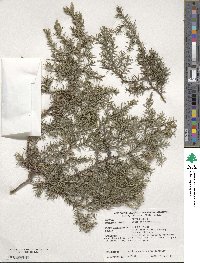 Juniperus chinensis image