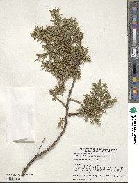 Juniperus chinensis image