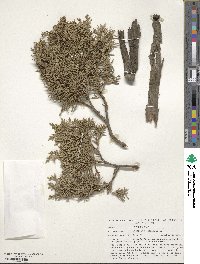 Juniperus chinensis image