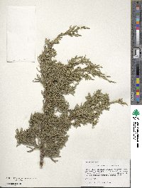 Juniperus chinensis image