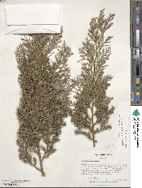 Juniperus chinensis image