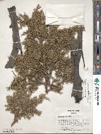 Juniperus chinensis image