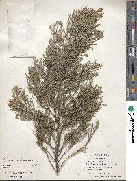 Juniperus chinensis image