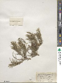 Juniperus chinensis image