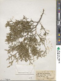 Juniperus chinensis image