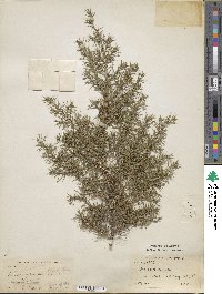 Juniperus chinensis image