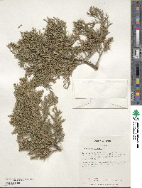 Juniperus chinensis image