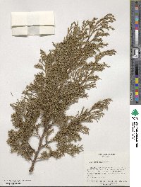 Juniperus chinensis image