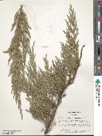 Juniperus chinensis var. sargentii image