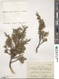 Juniperus chinensis var. sargentii image