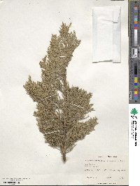 Juniperus chinensis image