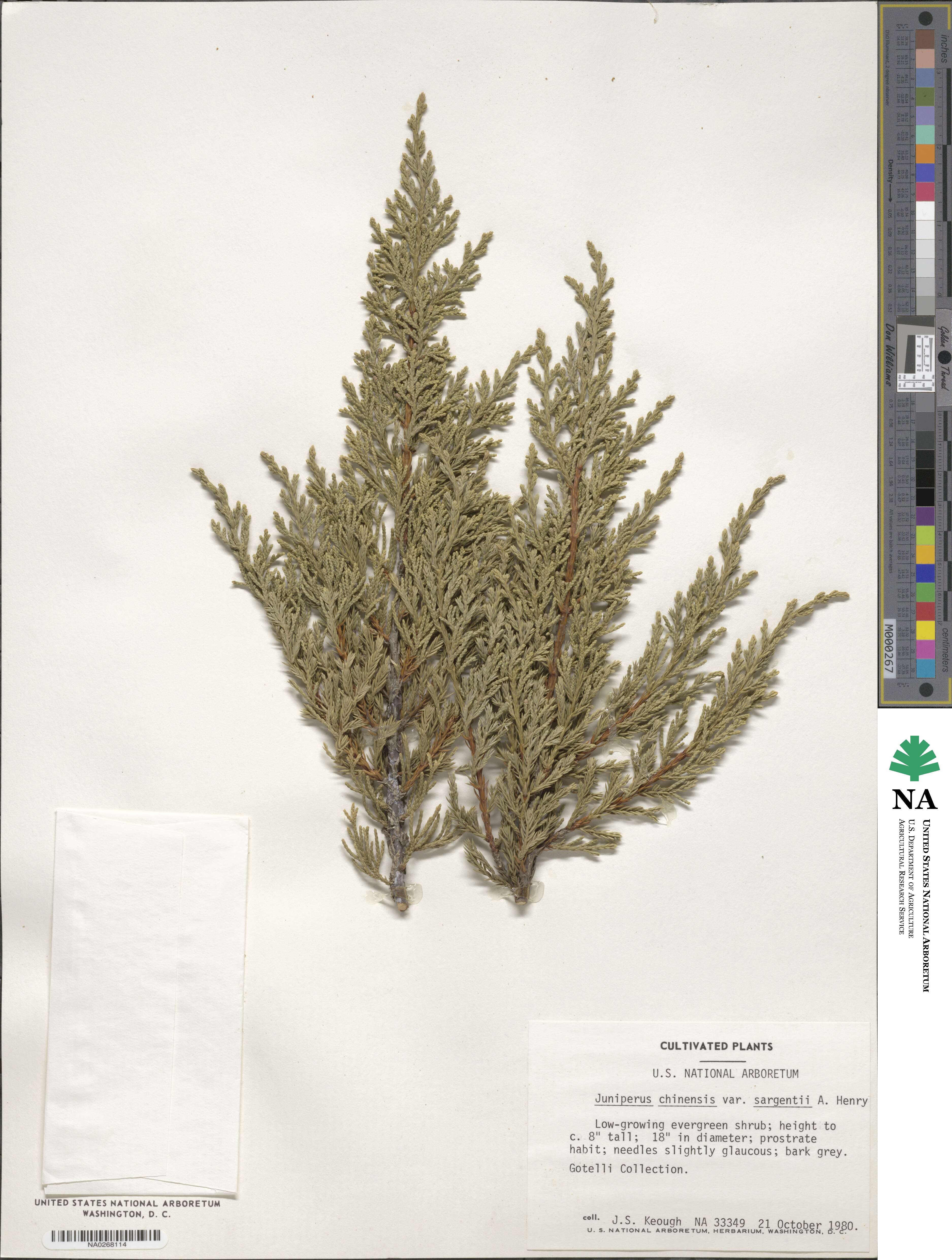 Juniperus chinensis image