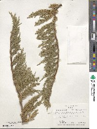 Juniperus chinensis image