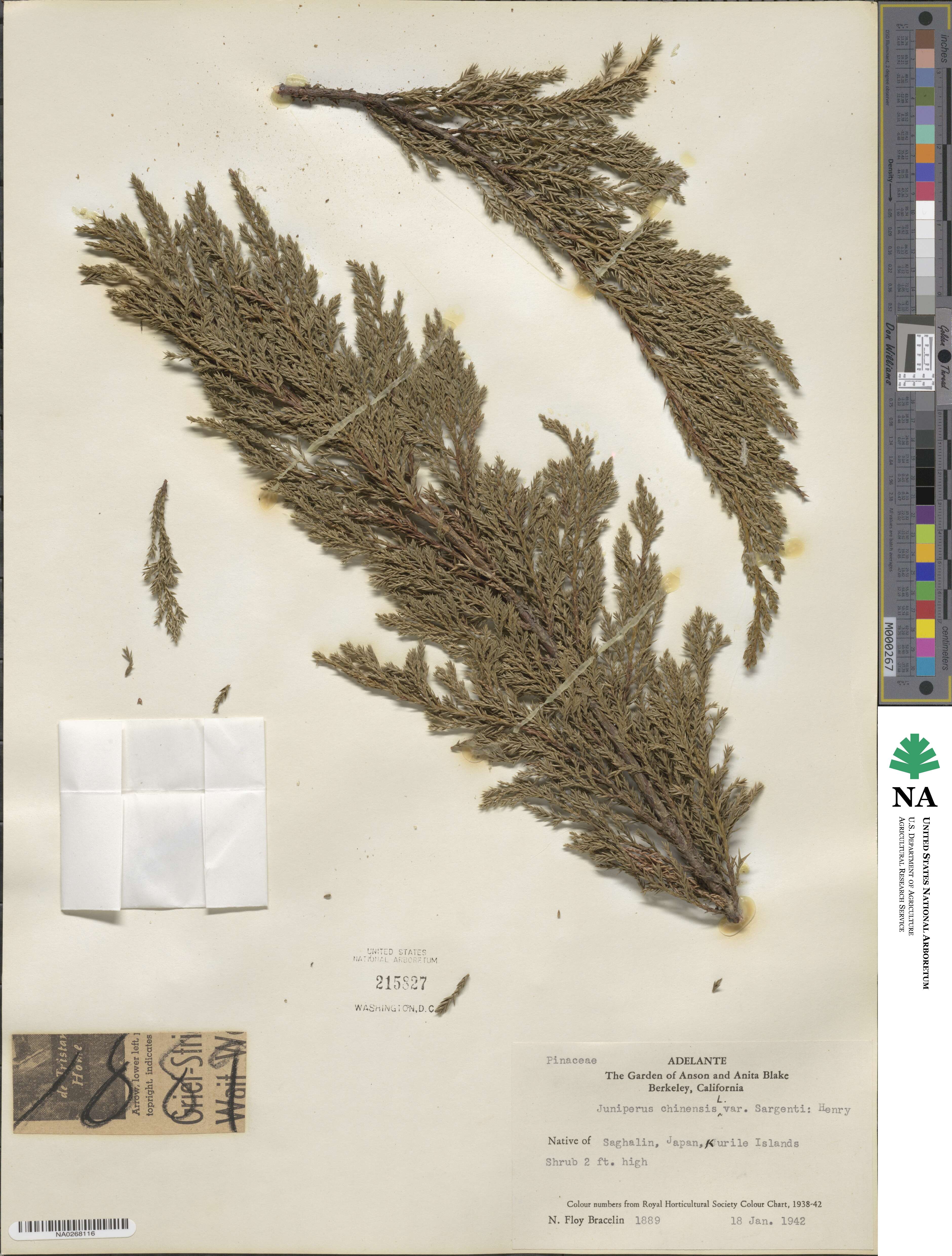 Juniperus chinensis var. sargentii image