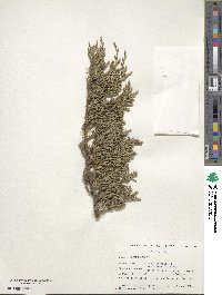 Juniperus chinensis image