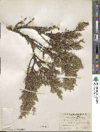 Juniperus chinensis var. sargentii image