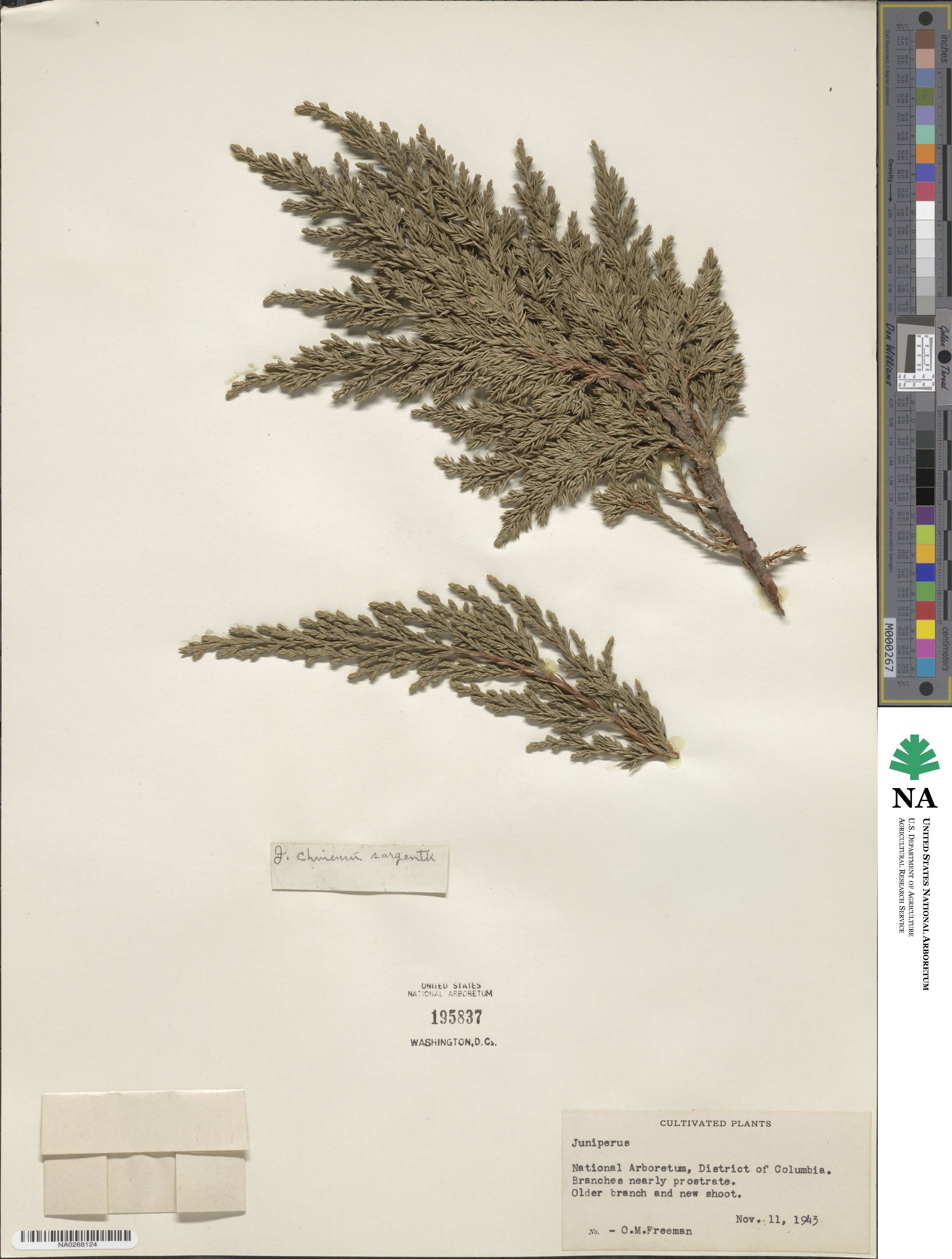 Juniperus image