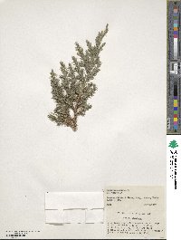 Juniperus chinensis image