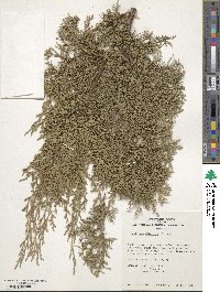 Juniperus chinensis image