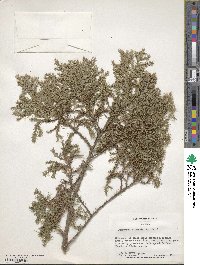 Juniperus chinensis image