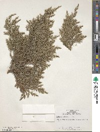 Juniperus chinensis image