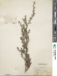 Juniperus communis image