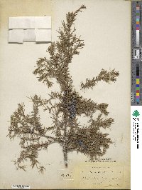 Juniperus communis image