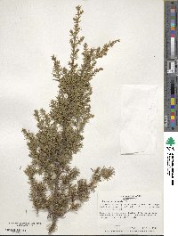 Juniperus communis image