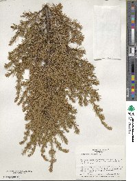 Juniperus communis image