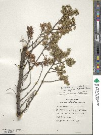 Juniperus communis var. depressa image