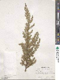 Juniperus communis var. depressa image