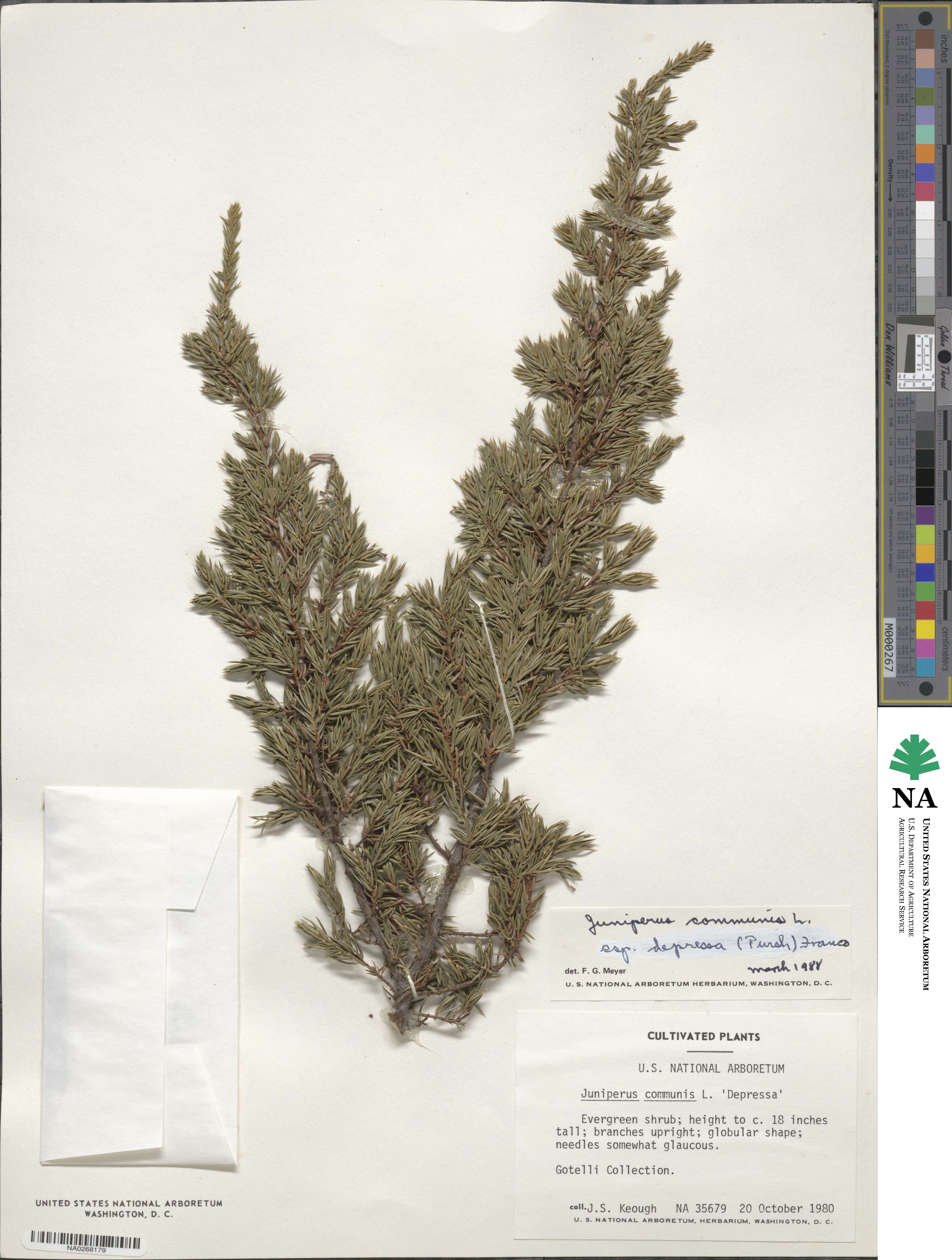 Juniperus communis var. depressa image