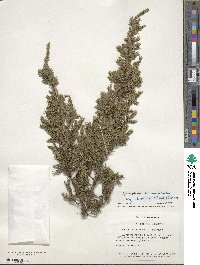 Juniperus communis var. depressa image