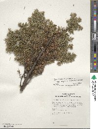 Juniperus communis var. depressa image