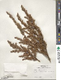 Juniperus communis var. depressa image