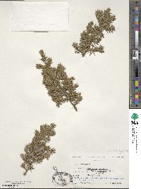 Juniperus communis var. depressa image