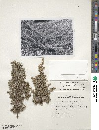 Juniperus communis var. depressa image