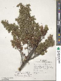 Juniperus communis var. depressa image