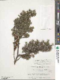 Juniperus communis image