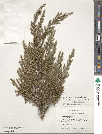 Juniperus communis image