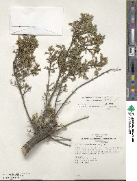 Juniperus communis image