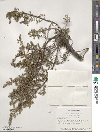 Juniperus communis image