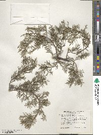 Juniperus deppeana image