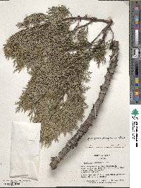 Juniperus deppeana image