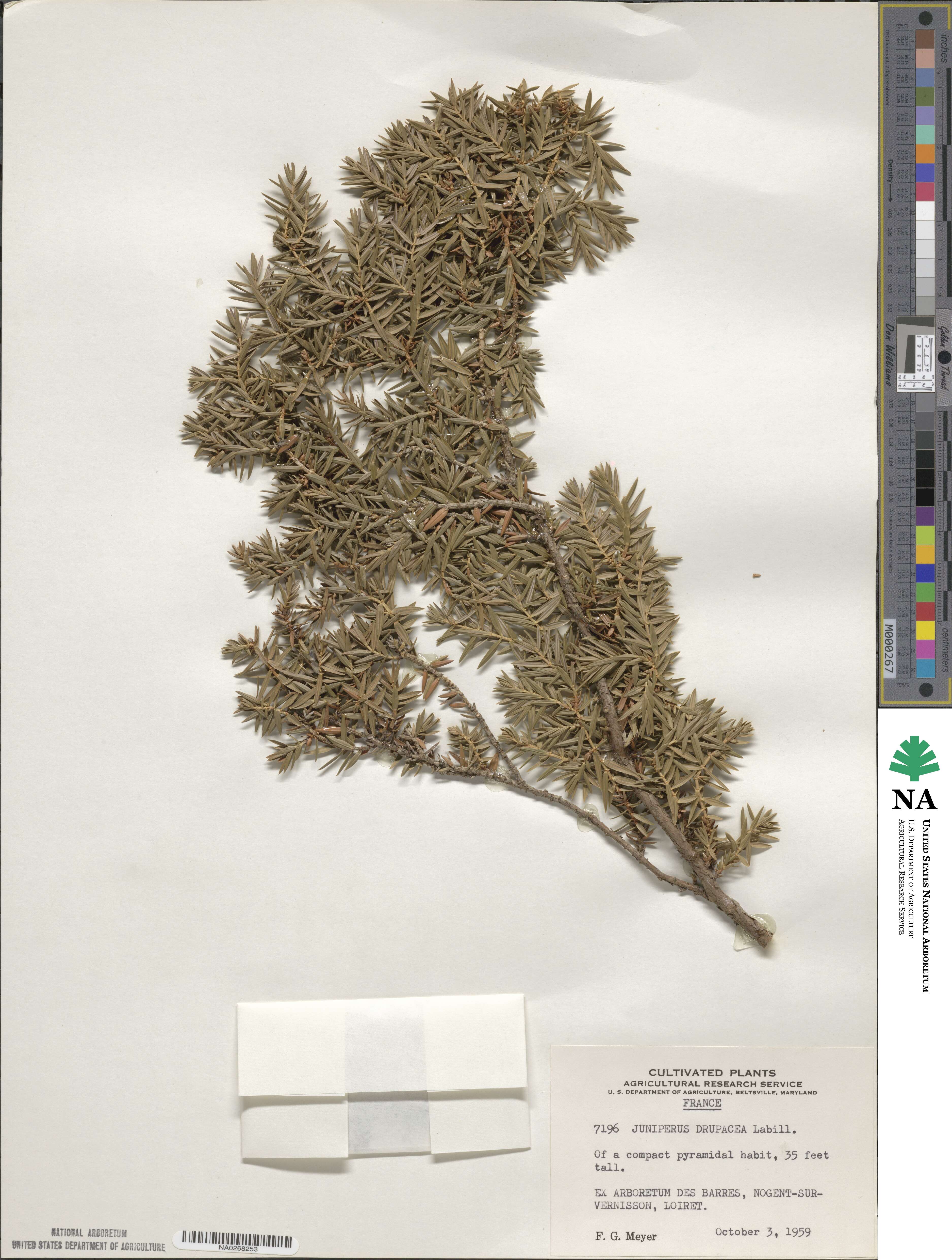 Juniperus drupacea image
